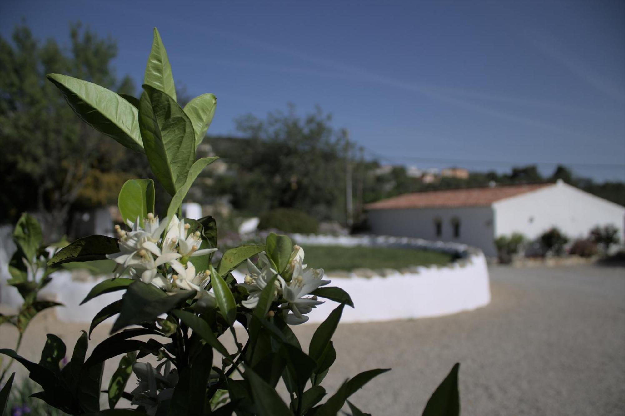 Suite Swimming Pool Quinta Da Eira 140 Years Old Loulé Esterno foto